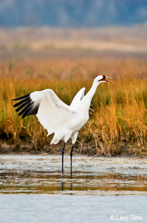 Whooping crane